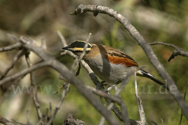 Senegaltschagra (Tchagra senegala)