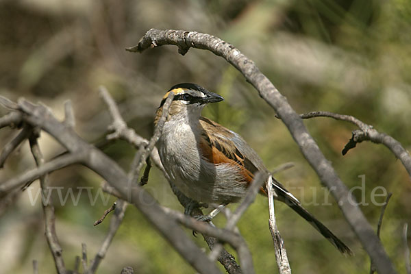 Senegaltschagra (Tchagra senegala)