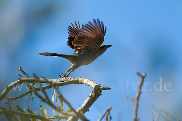 Senegaltschagra (Tchagra senegala)