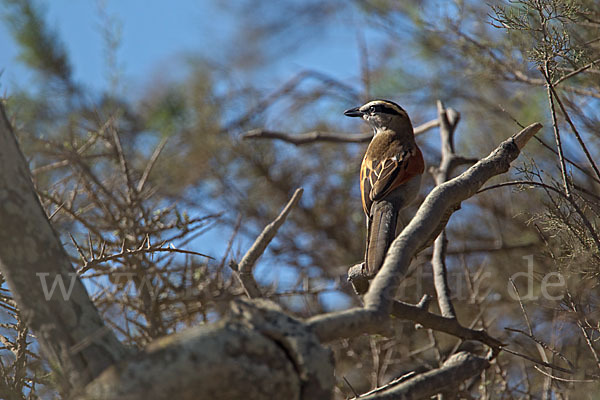 Senegaltschagra (Tchagra senegala)