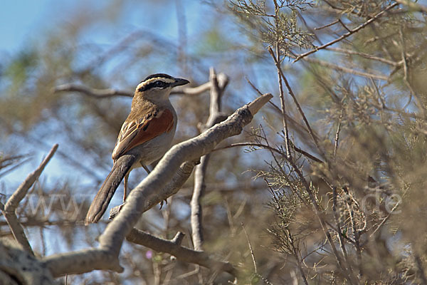 Senegaltschagra (Tchagra senegala)