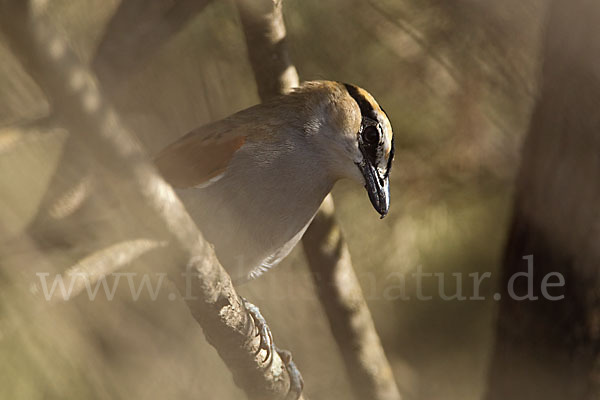 Senegaltschagra (Tchagra senegala)