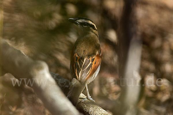 Senegaltschagra (Tchagra senegala)