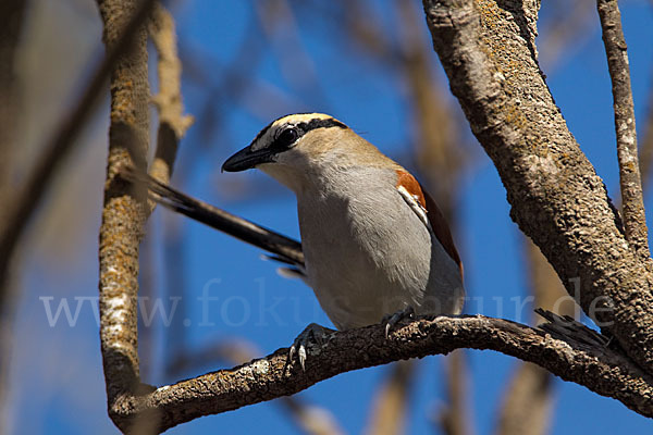 Senegaltschagra (Tchagra senegala)