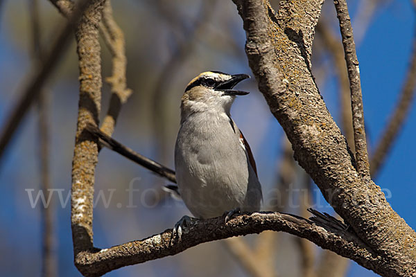 Senegaltschagra (Tchagra senegala)