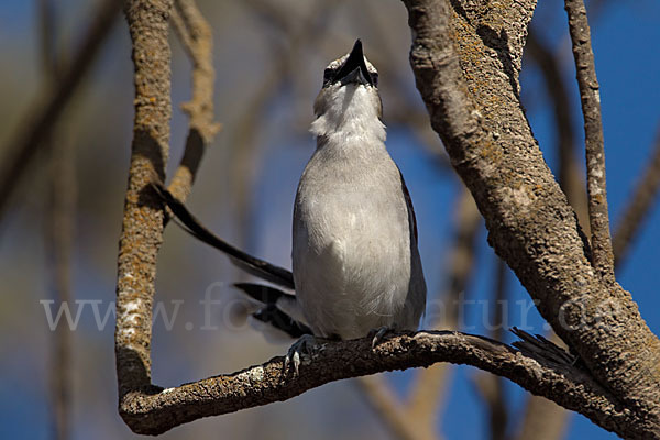 Senegaltschagra (Tchagra senegala)