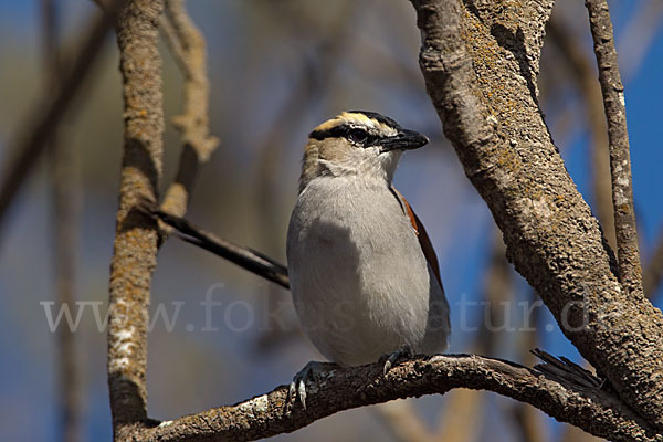 Senegaltschagra (Tchagra senegala)