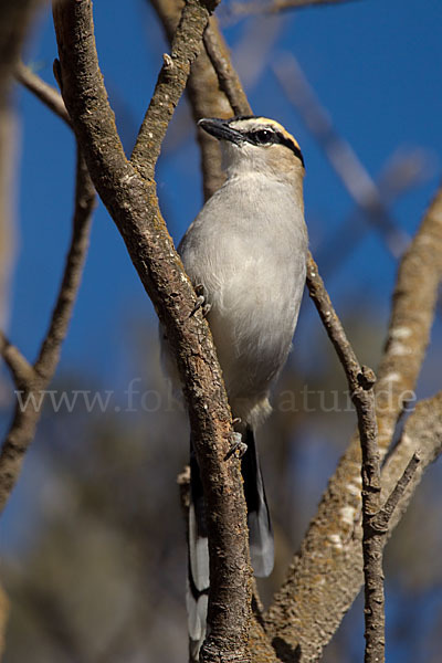 Senegaltschagra (Tchagra senegala)