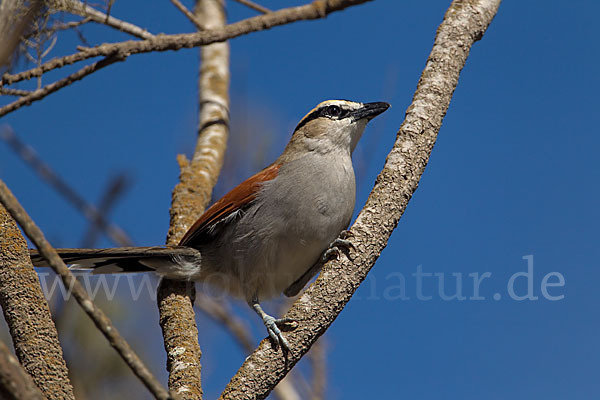 Senegaltschagra (Tchagra senegala)