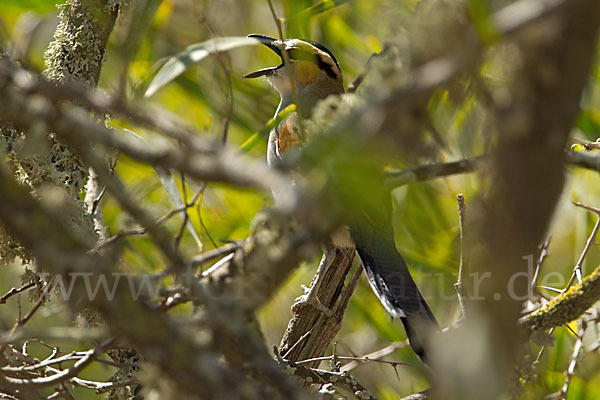 Senegaltschagra (Tchagra senegala)