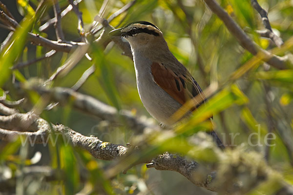 Senegaltschagra (Tchagra senegala)