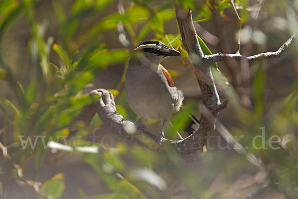 Senegaltschagra (Tchagra senegala)