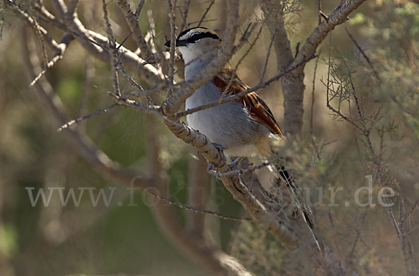 Senegaltschagra (Tchagra senegala)