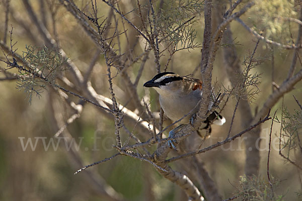 Senegaltschagra (Tchagra senegala)