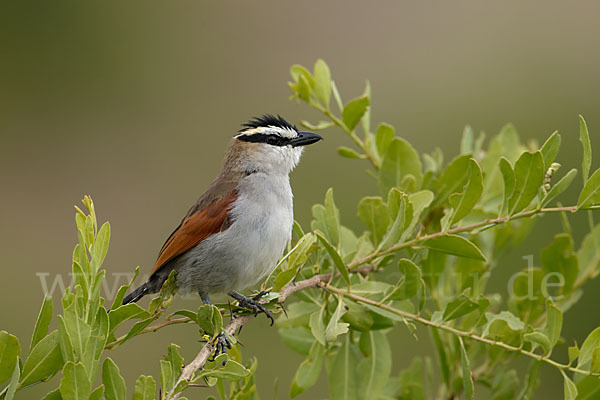 Senegaltschagra (Tchagra senegala)