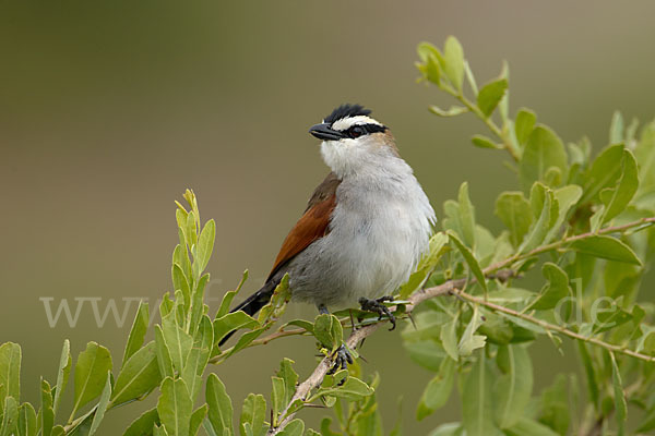 Senegaltschagra (Tchagra senegala)