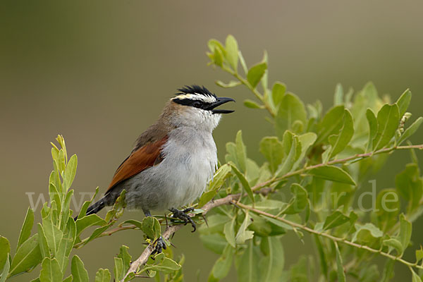 Senegaltschagra (Tchagra senegala)