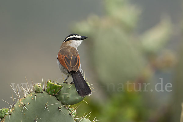 Senegaltschagra (Tchagra senegala)