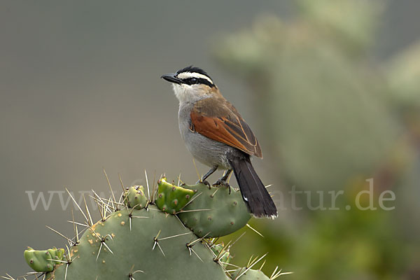 Senegaltschagra (Tchagra senegala)