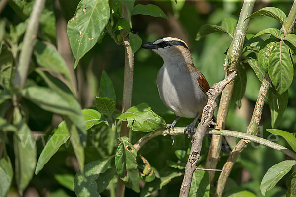 Senegaltschagra (Tchagra senegala)