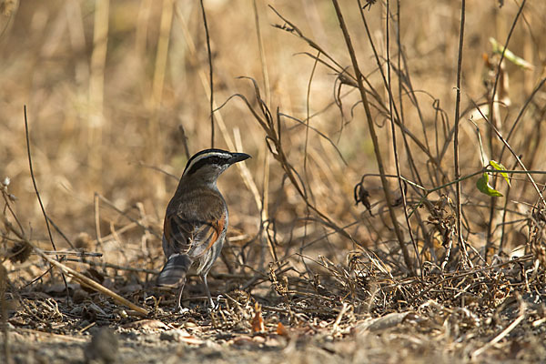 Senegaltschagra (Tchagra senegala)