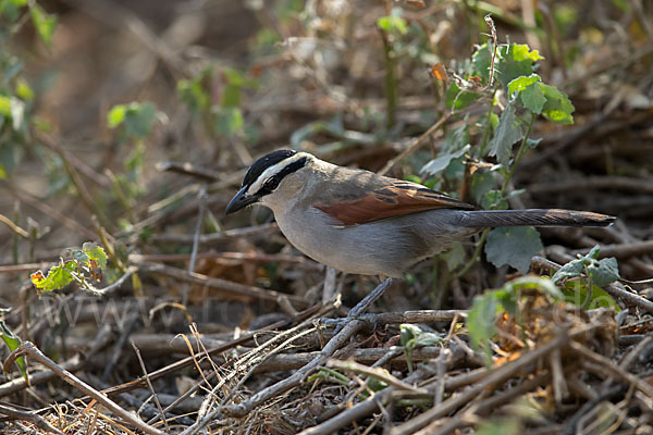 Senegaltschagra (Tchagra senegala)