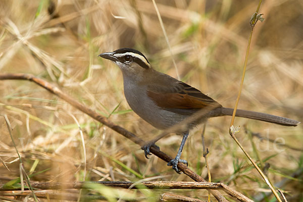 Senegaltschagra (Tchagra senegala)