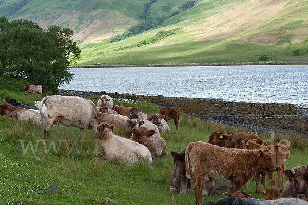 Shorthorn-Rind (Bos taurus sspec.3)