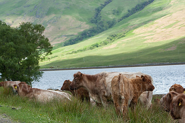 Shorthorn-Rind (Bos taurus sspec.3)