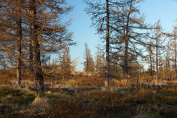 Sibirische Lärche (Larix sibirica)