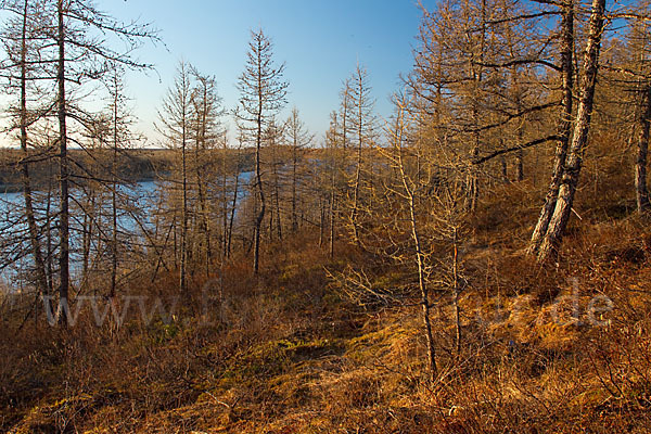 Sibirische Lärche (Larix sibirica)