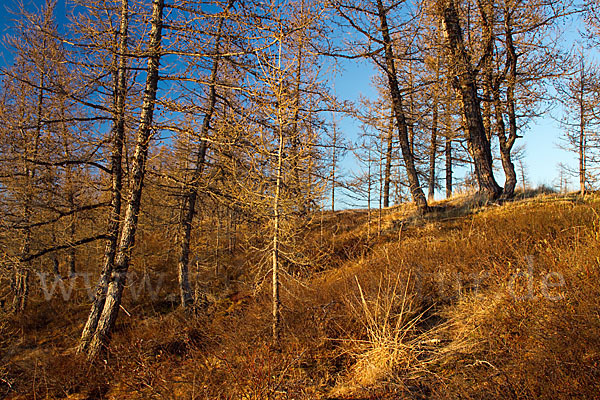 Sibirische Lärche (Larix sibirica)