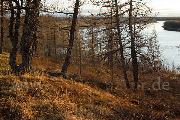 Sibirische Lärche (Larix sibirica)