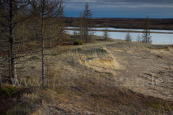 Sibirische Lärche (Larix sibirica)