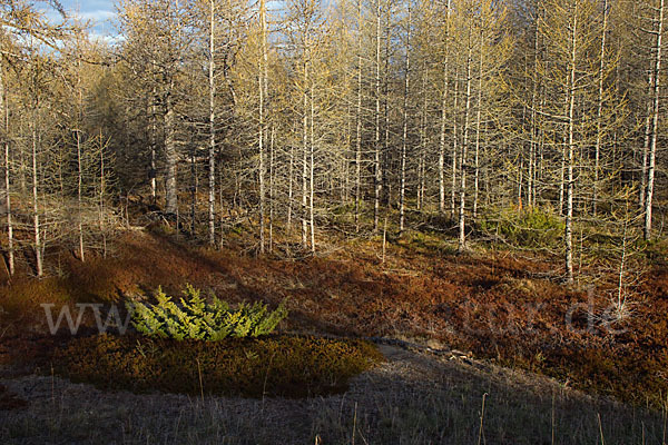 Sibirische Lärche (Larix sibirica)