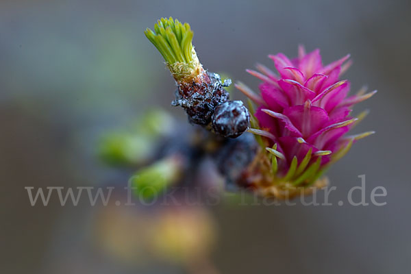 Sibirische Lärche (Larix sibirica)