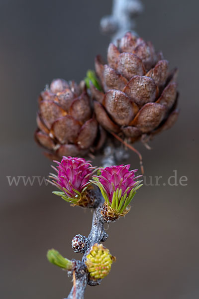 Sibirische Lärche (Larix sibirica)