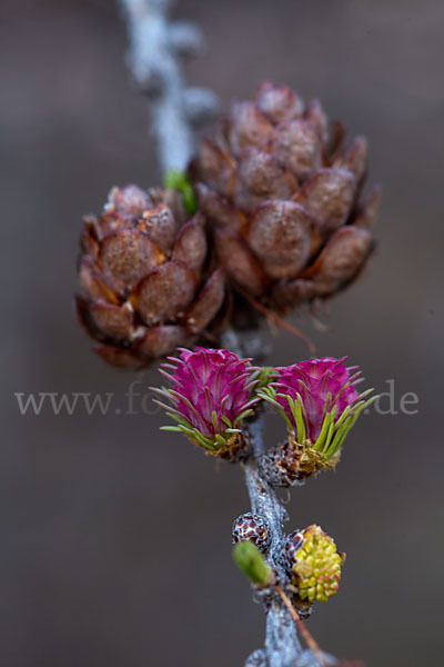 Sibirische Lärche (Larix sibirica)