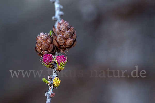 Sibirische Lärche (Larix sibirica)