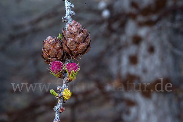 Sibirische Lärche (Larix sibirica)