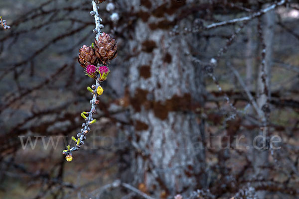 Sibirische Lärche (Larix sibirica)