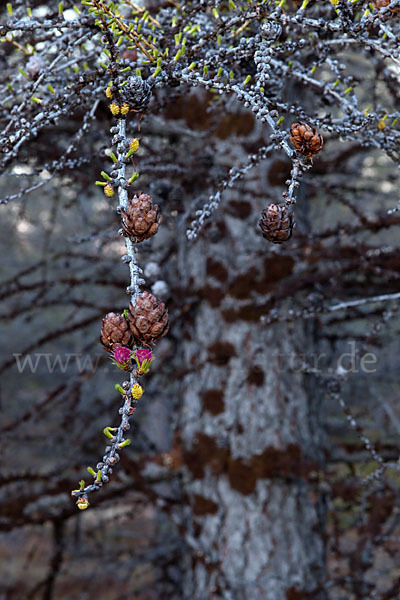 Sibirische Lärche (Larix sibirica)