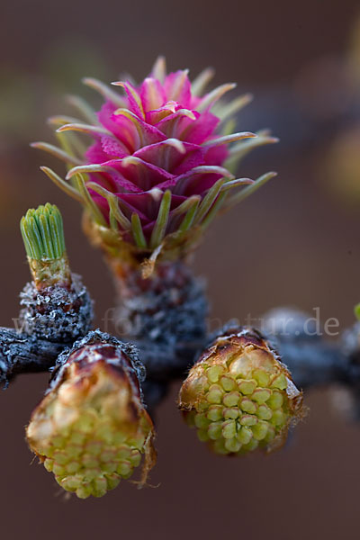 Sibirische Lärche (Larix sibirica)