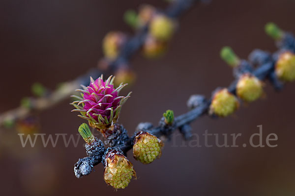 Sibirische Lärche (Larix sibirica)