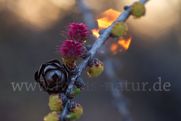 Sibirische Lärche (Larix sibirica)