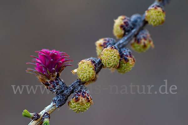 Sibirische Lärche (Larix sibirica)