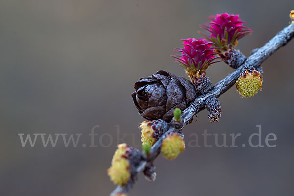 Sibirische Lärche (Larix sibirica)