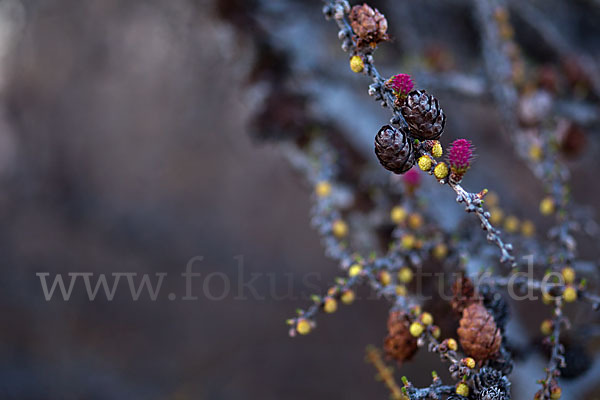 Sibirische Lärche (Larix sibirica)