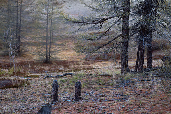 Sibirische Lärche (Larix sibirica)