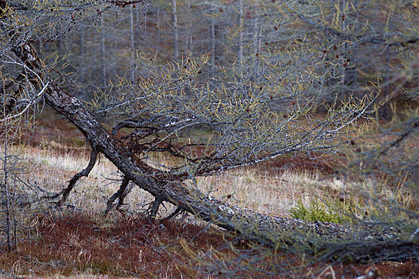 Sibirische Lärche (Larix sibirica)